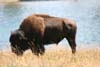 Buffallo in Yellowstone